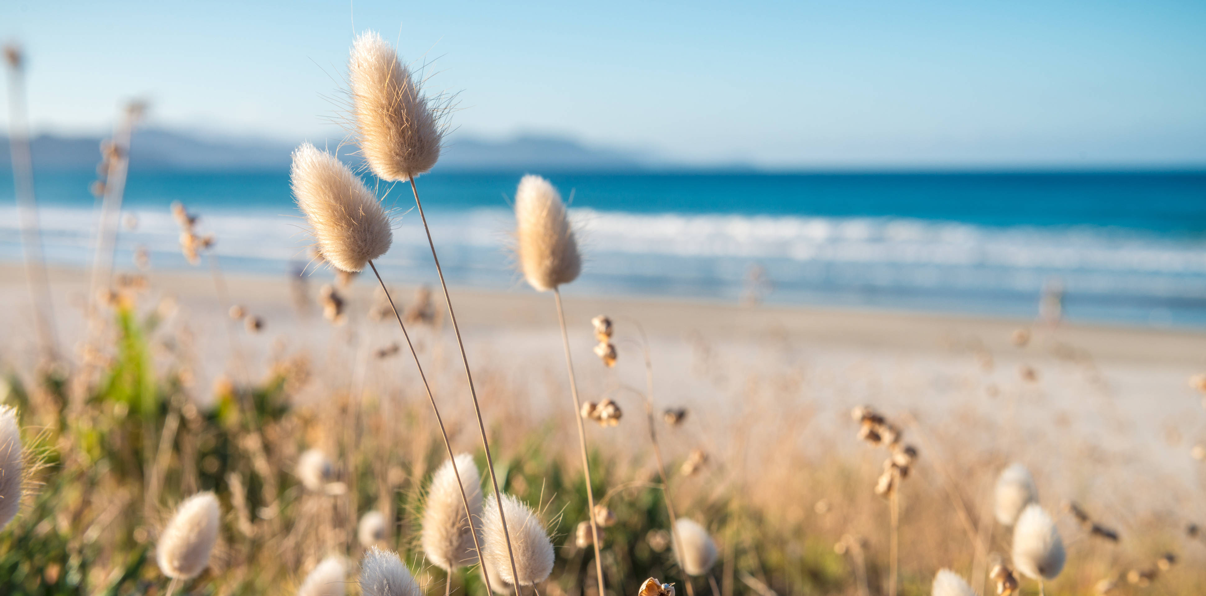 A plant with defocussed beach and ocean in the background.